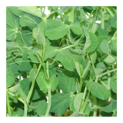 Microvegetal de Guisante Verde Mikagreens (Microgreens) – Brotes Tiernos | Blister Fresco