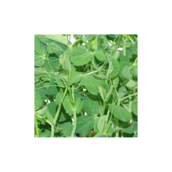 Microvegetal de Guisante Verde Mikagreens (Microgreens) – Brotes Tiernos | Blister Fresco