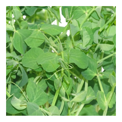 Microvegetal de Guisante Verde Mikagreens (Microgreens) – Brotes Tiernos | Blister Fresco