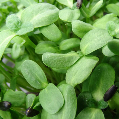Brotes Girasol Mikagreens - Microbrotes Frescos-Microgreens Premium - Maceta