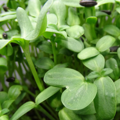 Brotes Girasol Mikagreens - Microbrotes Frescos-Microgreens Premium - Maceta