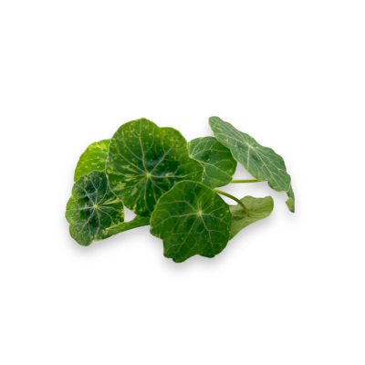 Mikagreens Capuchino