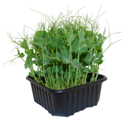 Maceta Guisante Blanco menos anillos el poder ibérico