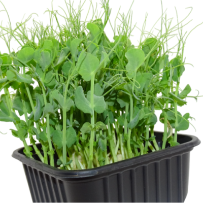 Maceta Guisante Blanco menos anillos el poder ibérico