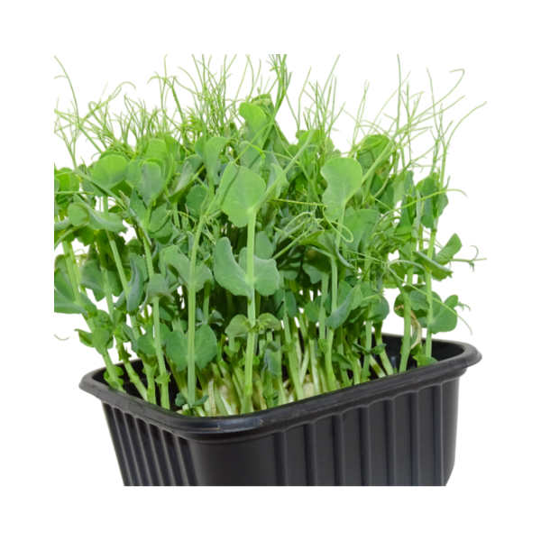 Maceta Guisante Blanco menos anillos el poder ibérico