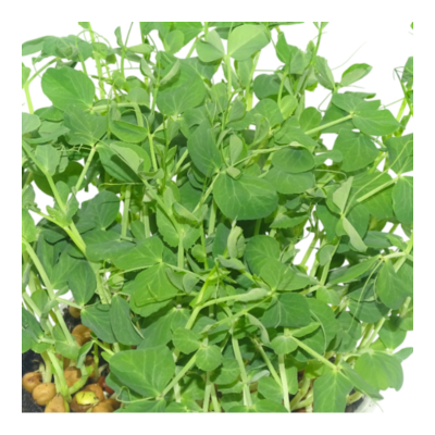 Maceta Guisante Ensalada – Microvegetal fresco natural