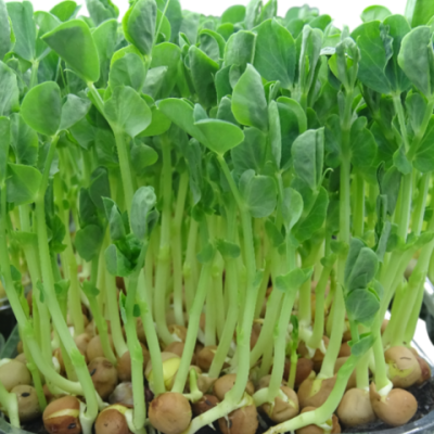 Maceta Guisante Ensalada – Microvegetal fresco natural