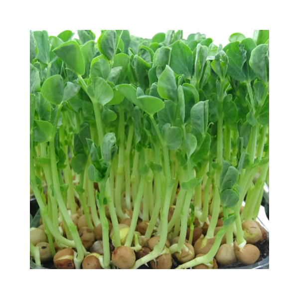 Maceta Guisante Ensalada – Microvegetal fresco natural