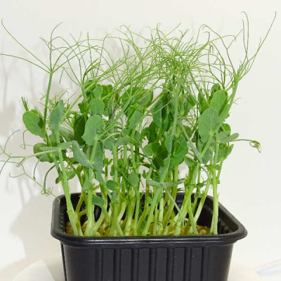 Maceta Guisante Jumbo Anillos XL – El Microvegetal Más Poderoso de Mikagreens