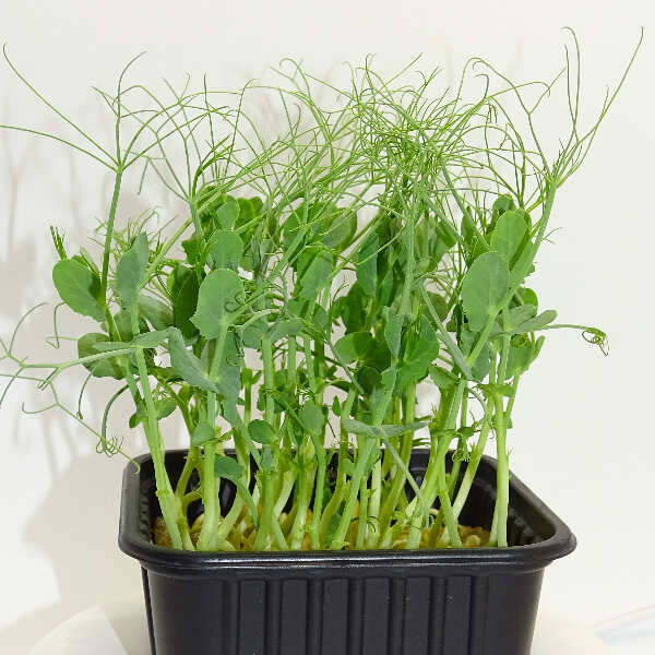 Maceta Guisante Jumbo Anillos XL – El Microvegetal Más Poderoso de Mikagreens