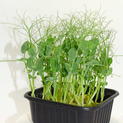 Maceta Guisante Jumbo Anillos XL – El Microvegetal Más Poderoso de Mikagreens