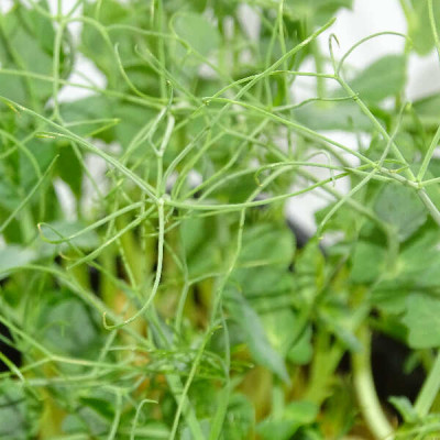 Maceta Guisante Jumbo Anillos XL – El Microvegetal Más Poderoso de Mikagreens