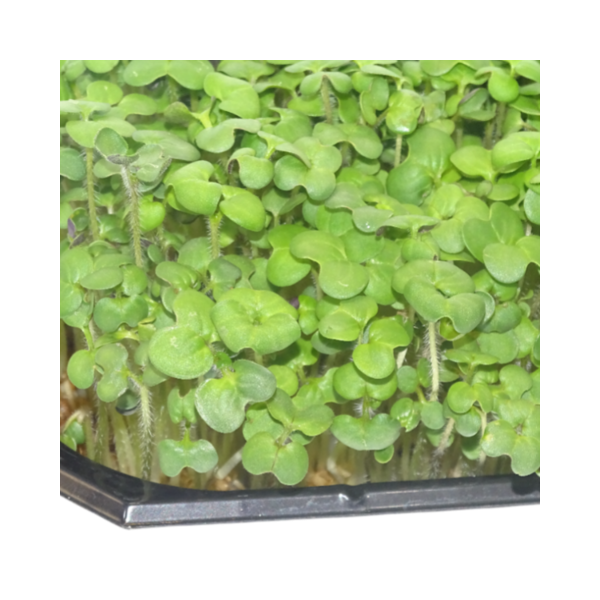 Microgreens de Mostaza Blanca en Maceta – Brotes Tiernos, Microplanta Viva Premium | Mikagreens