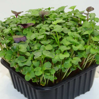 Microgreens de Rábano Verde en Maceta – Brotes Tiernos, Microvegetal Vivo, Fresco y Local | Mikagreens