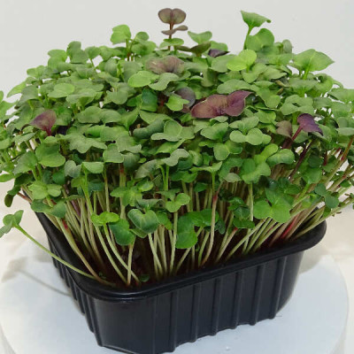 Microgreens de Rábano Verde en Maceta – Brotes Tiernos, Microvegetal Vivo, Fresco y Local | Mikagreens