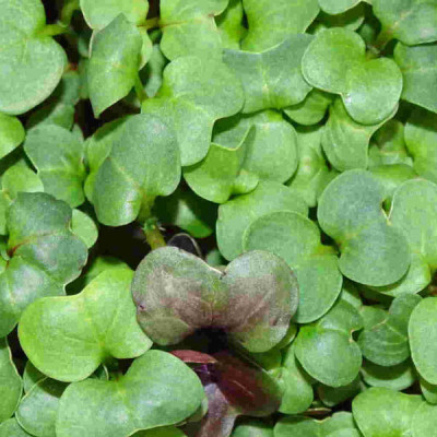Microgreens de Rábano Verde en Maceta – Brotes Tiernos, Microvegetal Vivo, Fresco y Local | Mikagreens