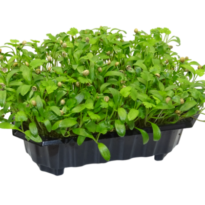 🌿 Microplanta Cilantro – Fresca, Suave & Digestiva en Blister 🌿