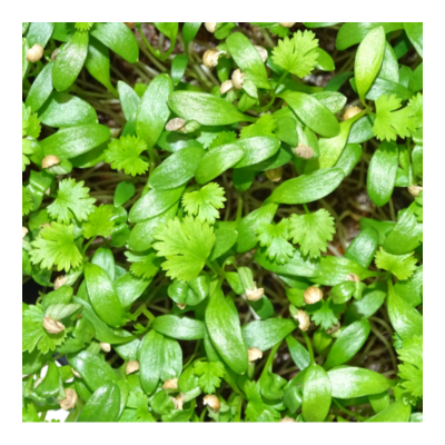 🌿 Microplanta Cilantro – Fresca, Suave & Digestiva en Blister 🌿