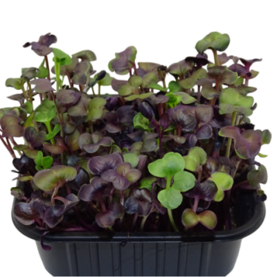 Microgreens de Rábano Rojo “Rambo” en Maceta – Brotes Tiernos, Microvegetal Vivo, Planta Premium | Mikagreens