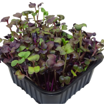 Microgreens de Rábano Rojo “Rambo” en Maceta – Brotes Tiernos, Microvegetal Vivo, Planta Premium | Mikagreens