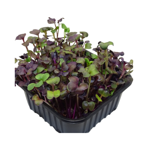 Microgreens de Rábano Rojo “Rambo” en Maceta – Brotes Tiernos, Microvegetal Vivo, Planta Premium | Mikagreens