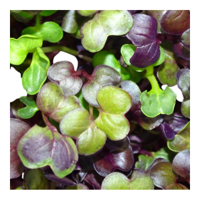 Microgreens de Rábano Rojo “Rambo” en Maceta – Brotes Tiernos, Microvegetal Vivo, Planta Premium | Mikagreens