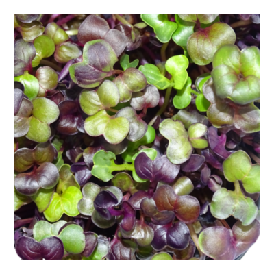 Microgreens de Rábano Rojo “Rambo” en Maceta – Brotes Tiernos, Microvegetal Vivo, Planta Premium | Mikagreens