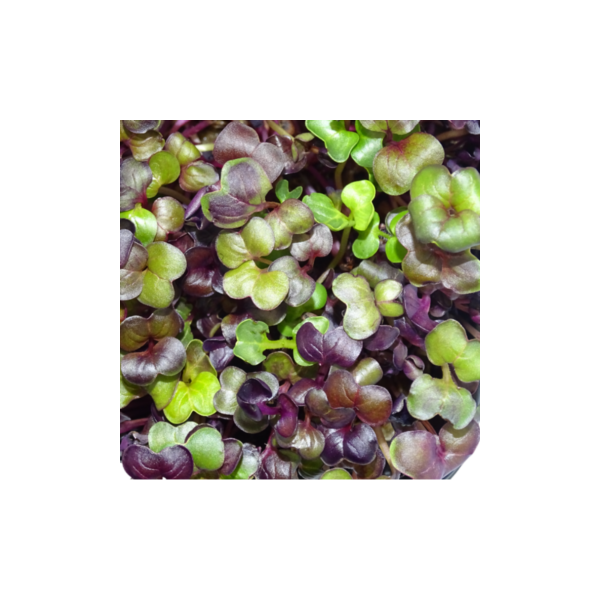 MikaGreen Pack 12 Microgreens – Mezcla Saludable Alta Nutrición