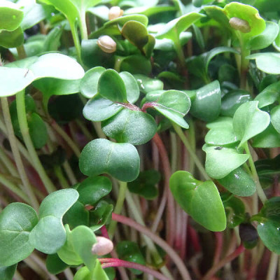 MikaGreen Pack 12 Microgreens – Mezcla Saludable Alta Nutrición