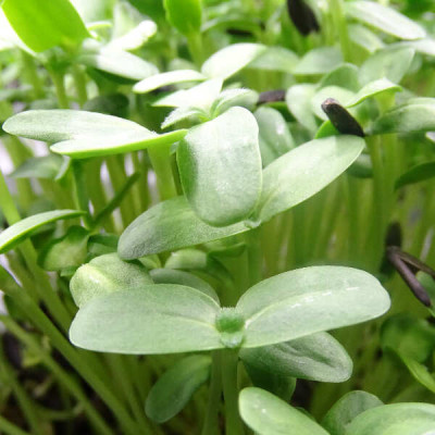 MikaGreen Pack 12 Microgreens – Mezcla Saludable Alta Nutrición