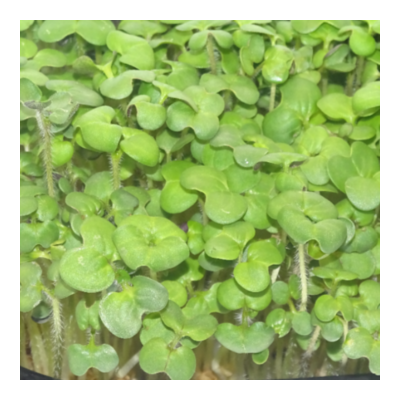 MikaGreen Pack 12 Microgreens – Mezcla Saludable Alta Nutrición