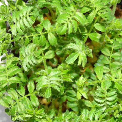 MikaGreen Pack 12 Microgreens – Mezcla Saludable Alta Nutrición