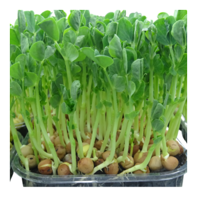 MikaGreen Pack 12 Microgreens – Mezcla Saludable Alta Nutrición