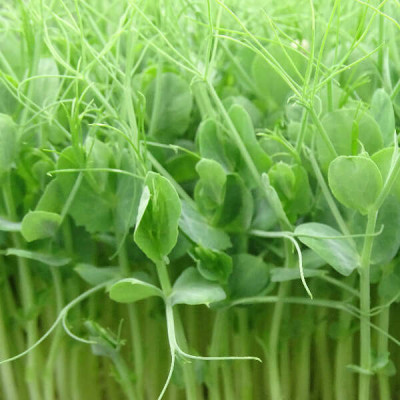 MikaGreen Pack 12 Microgreens – Mezcla Saludable Alta Nutrición