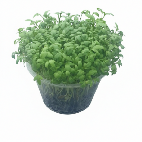 Microgreens-Microvegetal Berro Fresco en Maceta – Toque Picante Gourmet | Entrega en Toda España