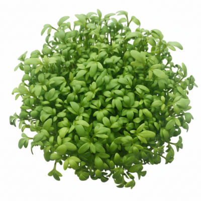 Microvegetal Berro Vivo | Microgreens Gourmet