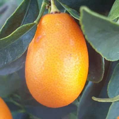 Kumquat fresco gourmet | Cítrico premium para cocina creativa | Mikagreens