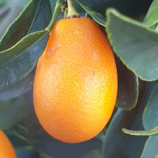 Kumquat premium – mini cítrico aromático para cocina gourmet