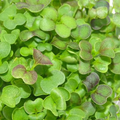 Microgreens de Mostaza Mizuna Roja en Maceta Viva – Microvegetal Fresco, Ligero y Gourmet | Mikagreens