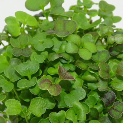 Microgreens de Mostaza Mizuna Roja en Maceta Viva – Microvegetal Fresco, Ligero y Gourmet | Mikagreens