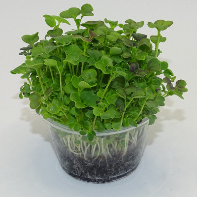 Microgreens de Mostaza Mizuna Roja en Maceta Viva – Microvegetal Fresco, Ligero y Gourmet | Mikagreens