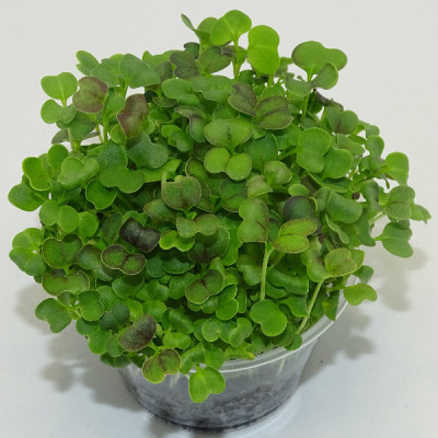Microgreens de Mostaza Mizuna Roja en Maceta Viva – Microvegetal Fresco, Ligero y Gourmet | Mikagreens