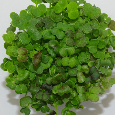 Microgreens de Mostaza Mizuna Roja – Blister Cortado Fresco, Ligero y con Toque Picante | Mikagreens