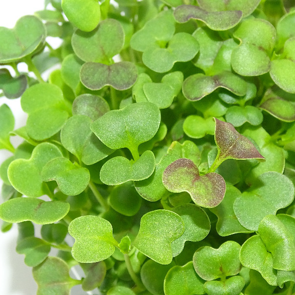 Microgreens de Mostaza Mizuna Roja – Blister Cortado Fresco, Ligero y con Toque Picante | Mikagreens