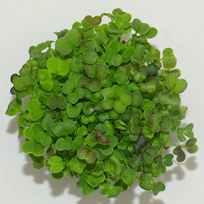 Microgreens de Mostaza Mizuna Roja – Blister Cortado Fresco, Ligero y con Toque Picante | Mikagreens