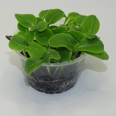 Microgreens de Borraja en Maceta Viva – Microvegetal Fresco, Suave y Gourmet | Mikagreens