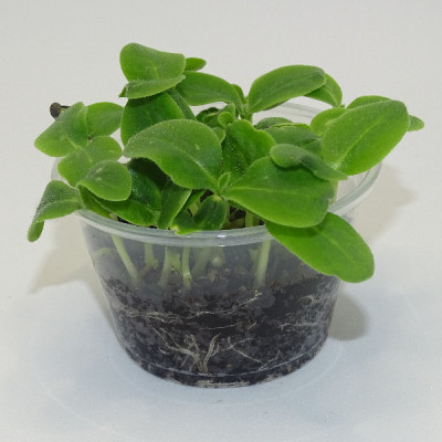 Microgreens de Borraja en Maceta Viva – Microvegetal Fresco, Suave y Gourmet | Mikagreens