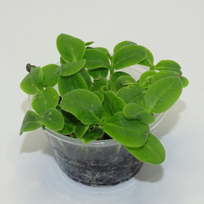 Microgreens de Borraja en Maceta Viva – Microvegetal Fresco, Suave y Gourmet | Mikagreens