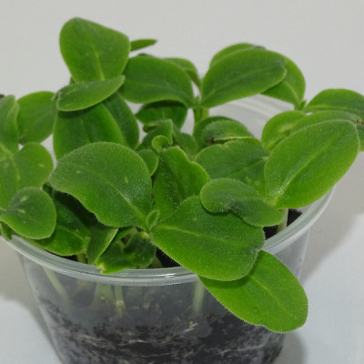 Microgreens de Borraja en Maceta Viva – Microvegetal Fresco, Suave y Gourmet | Mikagreens