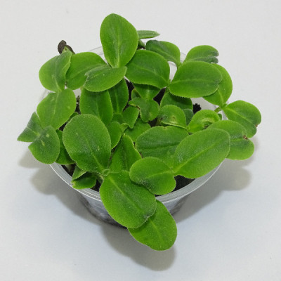 Microgreens de Borraja en Maceta Viva – Microvegetal Fresco, Suave y Gourmet | Mikagreens